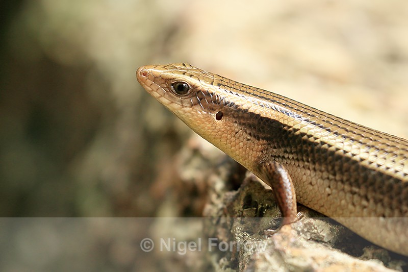 Skink close-up, Cambodia - REPTILES & AMPHIBIANS
