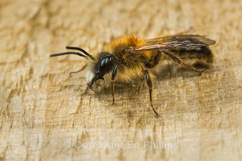 Andrena fulva (m) - Andrena fulva
