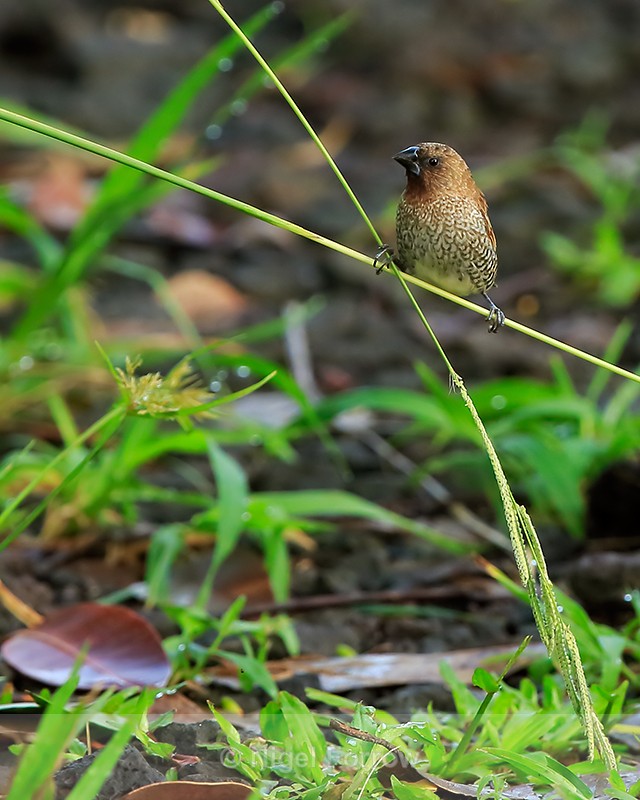 Nutmeg Mannikin (adult) perched, Hawaii - Nutmeg Mannikin