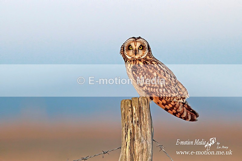 short eared owl 280112  54 - Nature