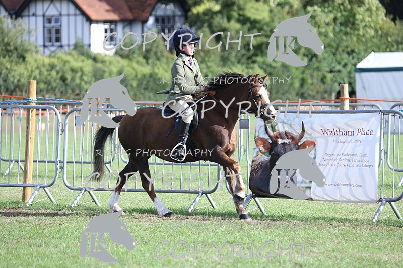 APP_4219 - Class 15a/b Pony club pony/Riding club horse