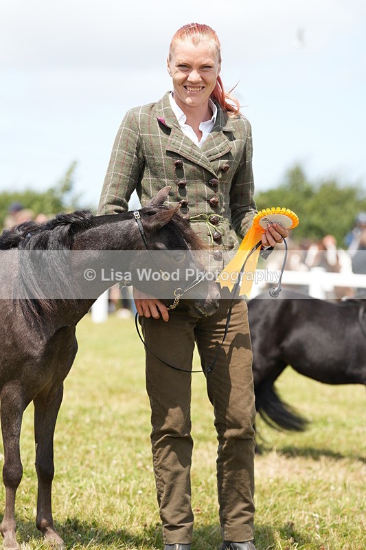 DSC06531 - Class 56: Miniature Horse 1, 2 & 3yr olds
