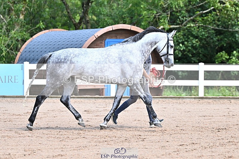 240718A-105238-00952 - Trot Up 11am to 12pm