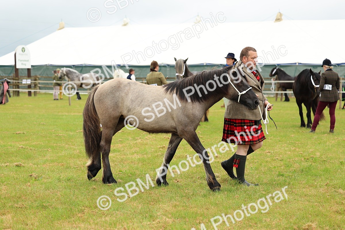 SBM_00412 - Class 58-67 - M&M Non Welsh Pony In hand