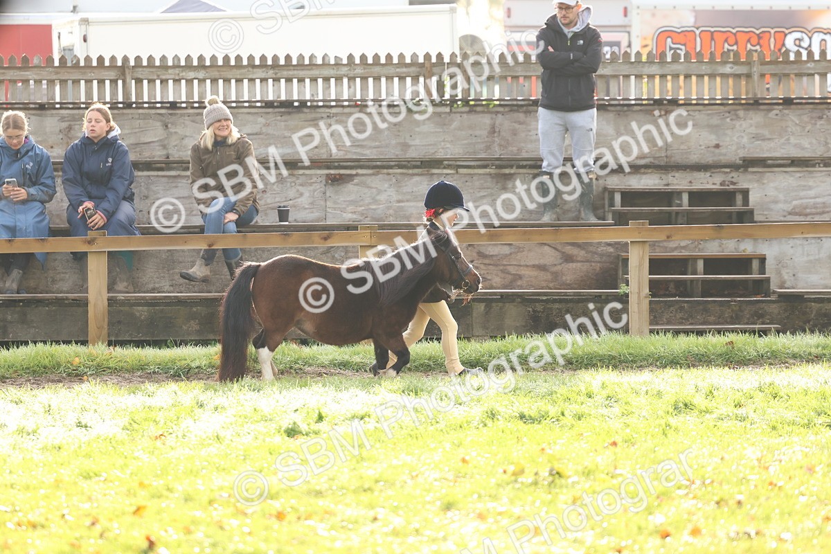 SBM_54778 - S39 - Starters In Hand Showing