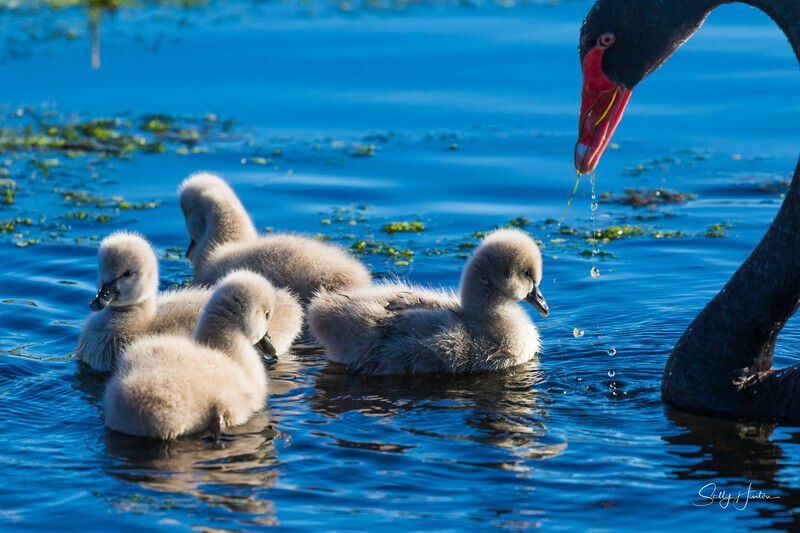 6 Watchful 0A3A6888 - Black Swans and cygnets