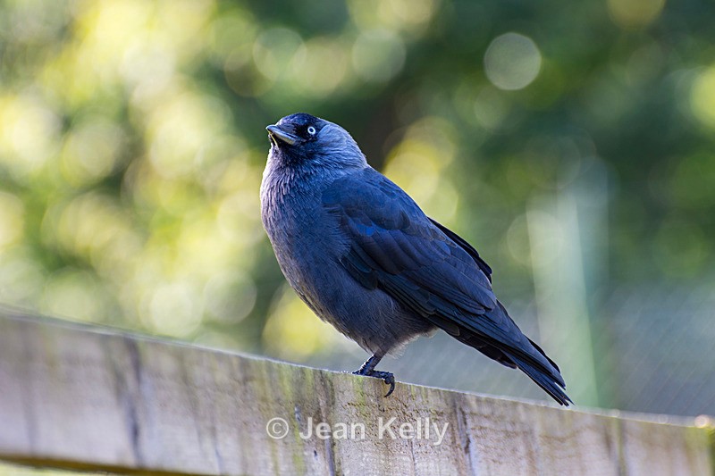 Eurasian Jackdaw - DSC_5450 - Birds