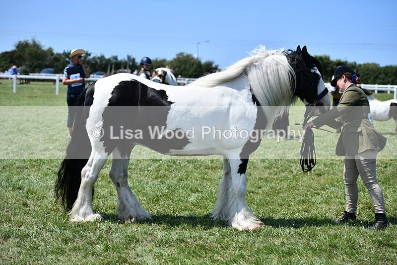 DSC_7747 - Class 64: Coloured Pony 4yrs & over
