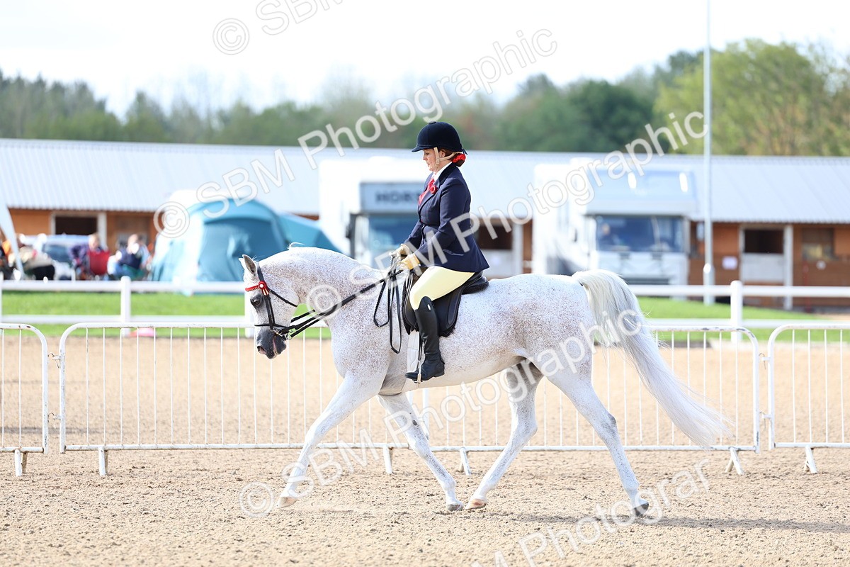 SBM_10864 - Class 305 - Ridden Foreign Breeds - Pure Bred