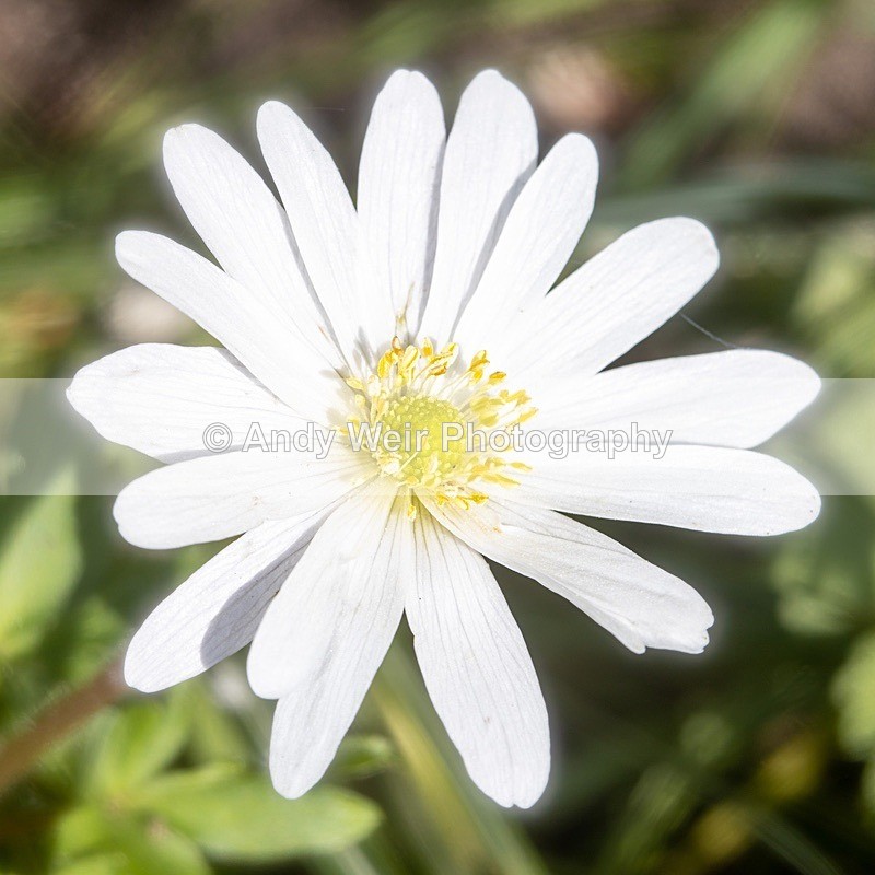 190420-untitled-1L4A0944-Edit - Plants & Flowers