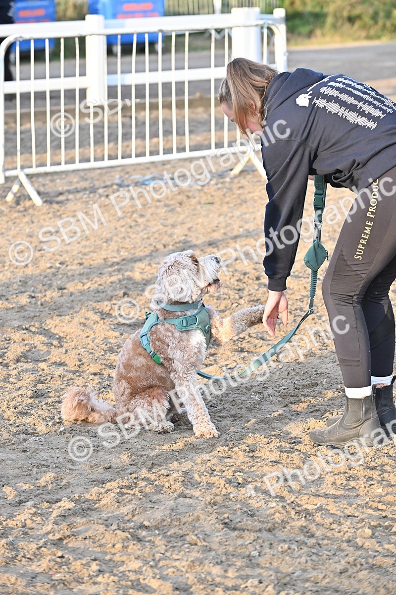 SBM_09641 - Lorry Dogs