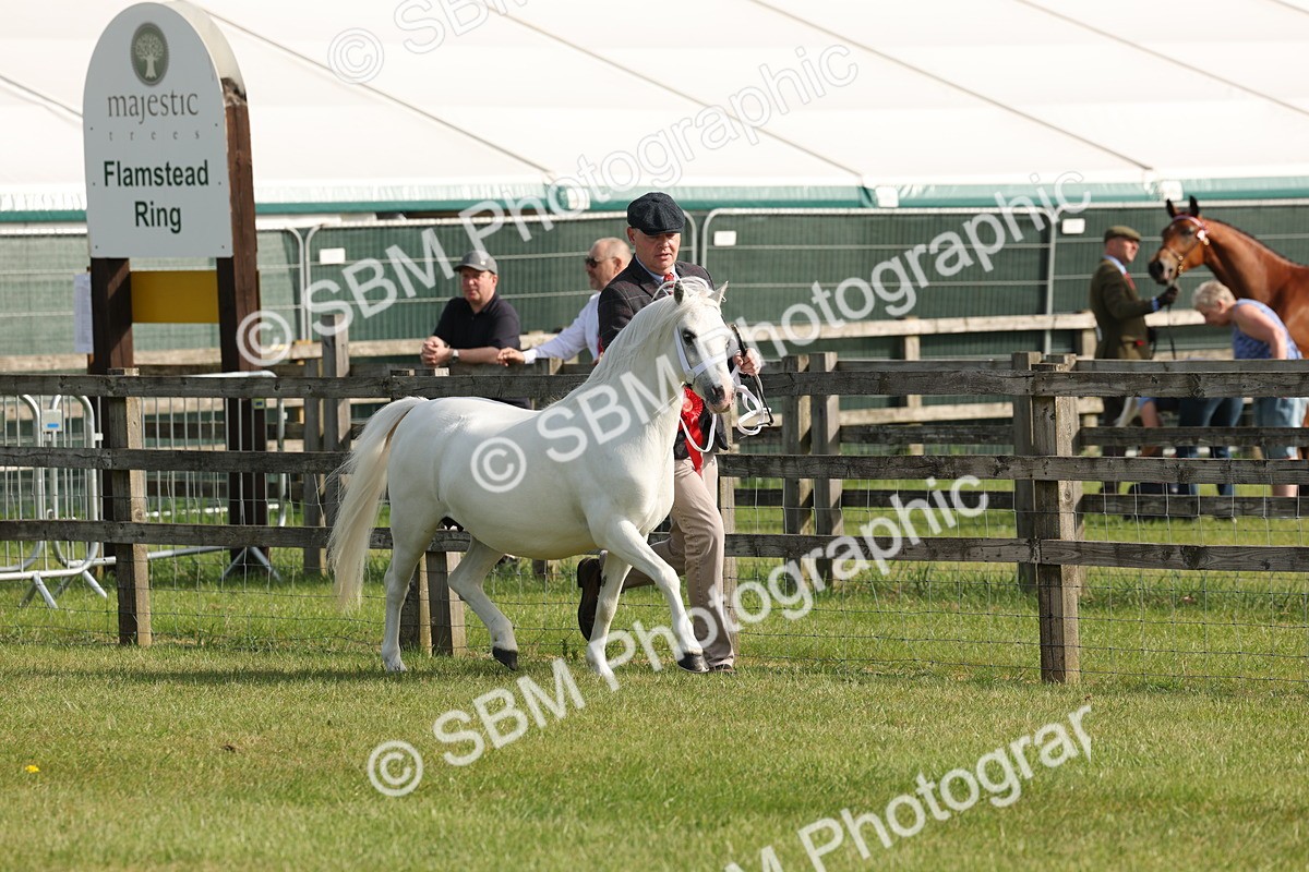 SBM_00629 - Class 6-13 - Mountatin and Moorland In Hand Welsh Breeds