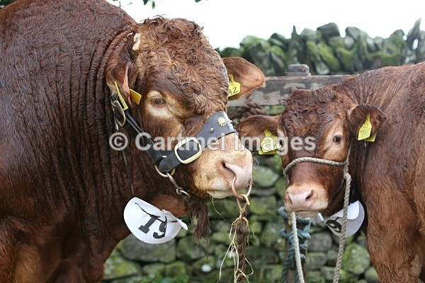 LS__0413 - Cattle and wrestling