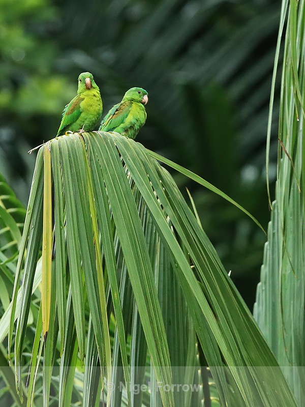 Orange-chinned Parakeets perched, Panama - Orange-chinned Parakeet