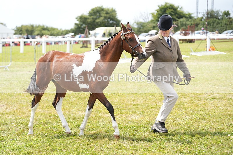 DSC06745 - Class 58: Coloured Pony Youngstock