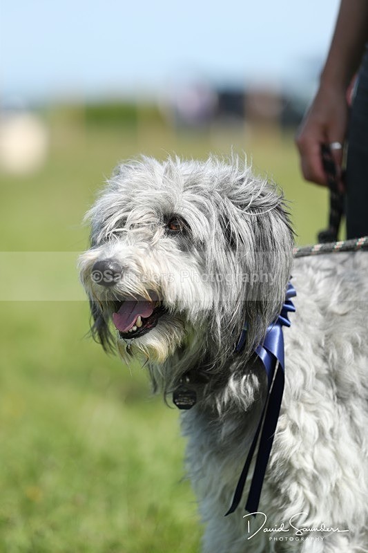 SPXX0574 - Dog show