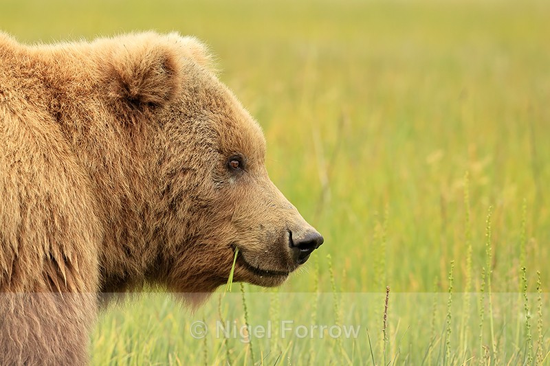 Brown Bear (female) close side view, Silver Salmon Creek, Alaska - Brown Bear