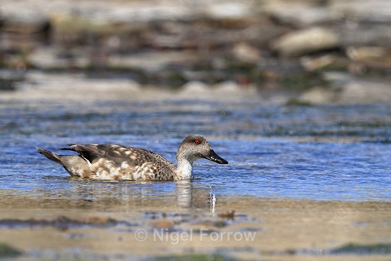Crested Duck swimming, Carcass Island, Falklands - Crested Duck