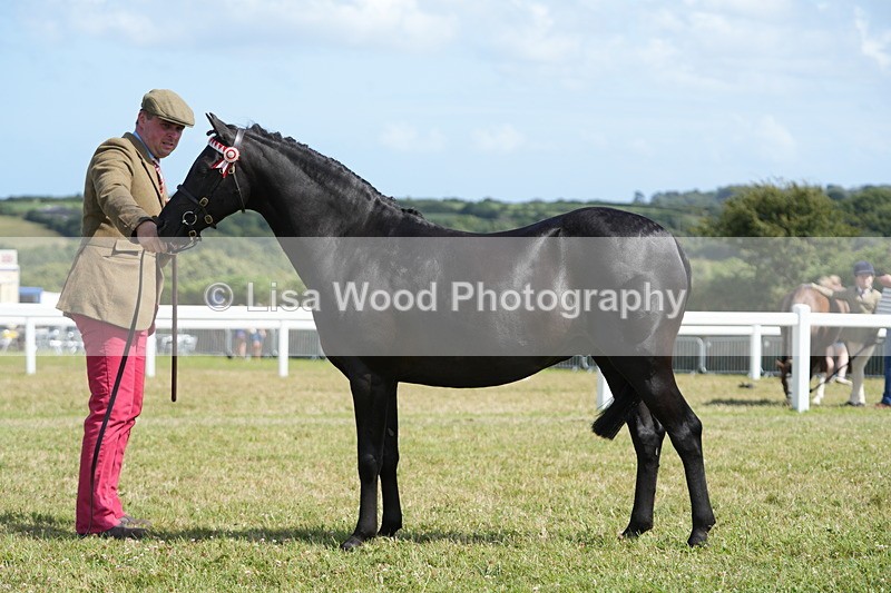 DSC07382 - Class 69: NPS Show Pony 4 years and over