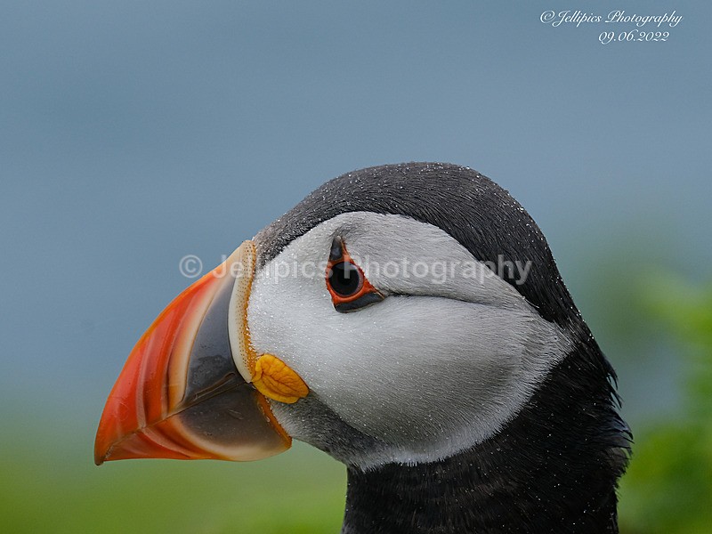  - Wildlife and Nature