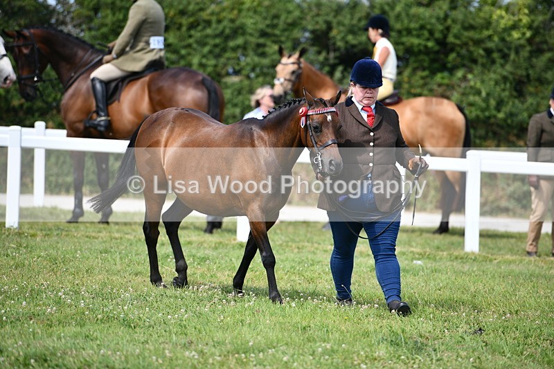 DSC_8316 - Class 68: Part Bred In Hand M & M
