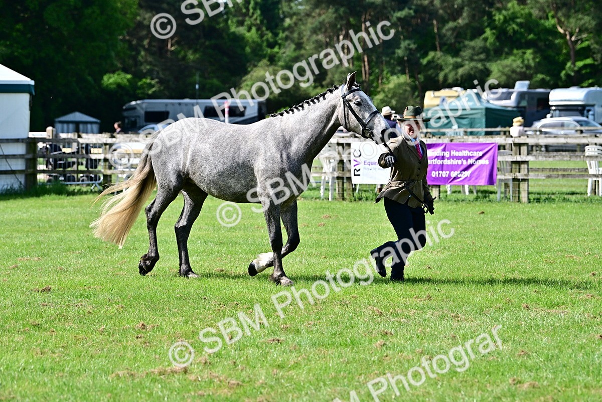 SBM_03338 - Class 50 - 54 Light Horse Breeding
