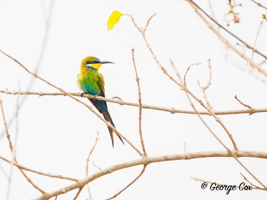 Swallow-tailed Bee-eater - Gambia 2025