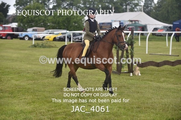 JAC_4061 - 40CM WORKING HUNTER