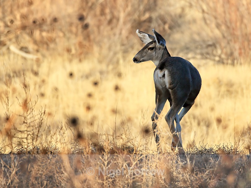 Mule Deer, Bosque del Apache, New Mexico - Deer