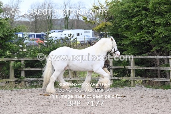 BPP_7177 - RING 1  (RIDDEN HORSES / IN HAND / VETERAN ETC)