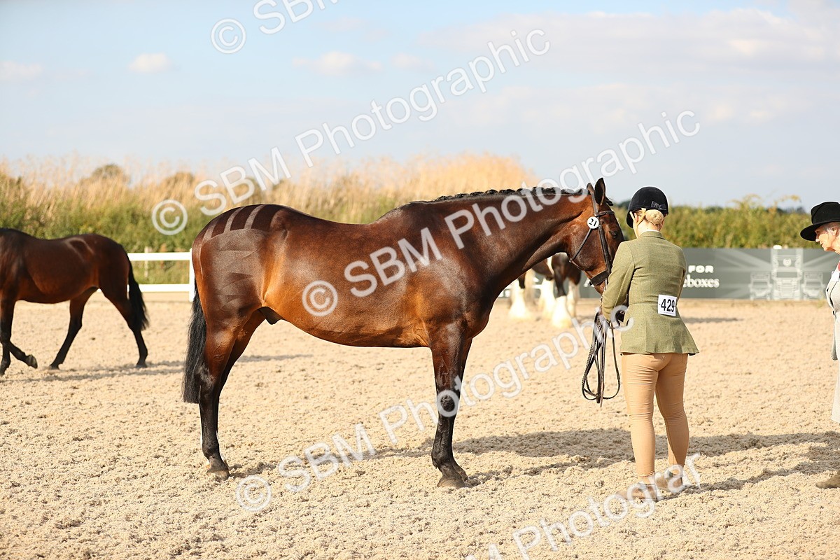 SBM_08590 - Class 28 - IH Veteran Horse