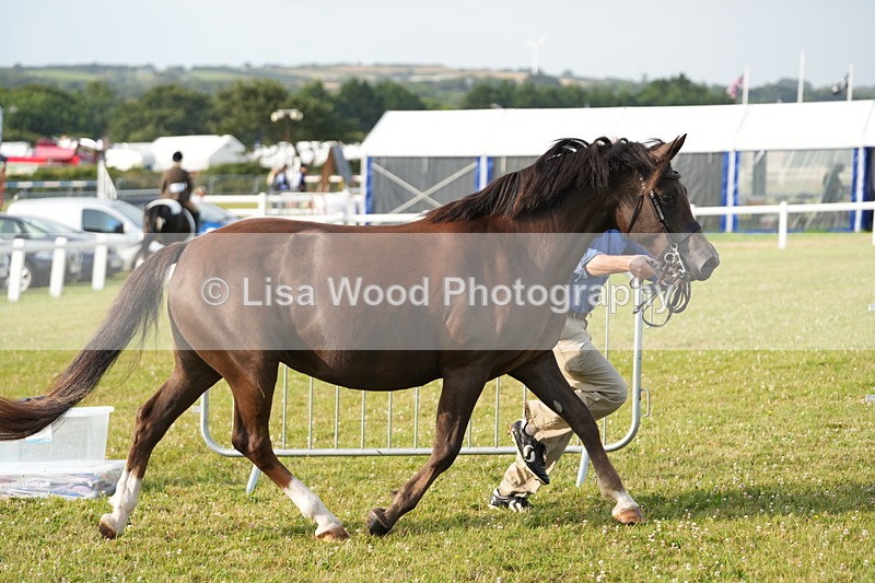 DSC04397 - Classes 44 & 45: NPS M&M Brood Mare and Foal