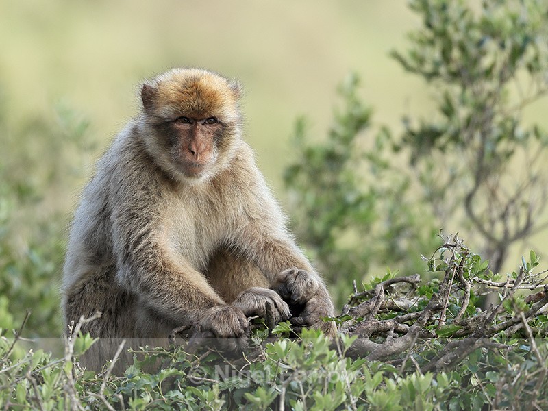 Barbary Macaque sitting, Rock of Gibraltar - Monkey