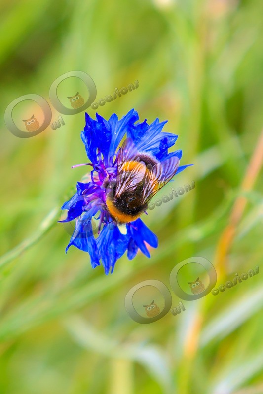 bee-6989 - Insects from around the world