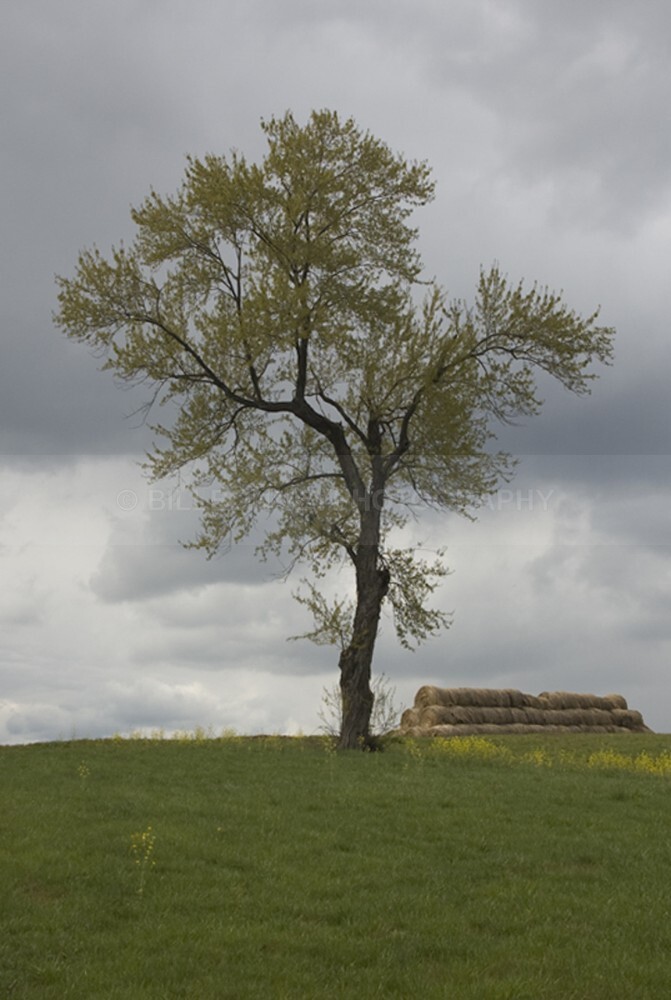 TheTreeCombinedLayers2007LgTest - The Tree Project