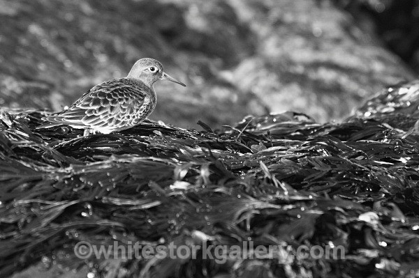 Turnstone, West Beach, Nairn - Nairn, Scottish Highlands -Zero Miles ( Black and White)