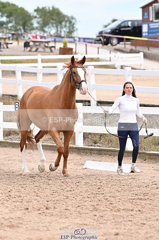 250716-142957-01129 - Trot Up 1.30 to 2.30