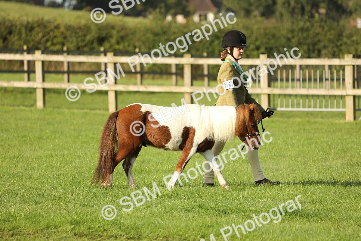 SBM_60811 - S43 - Coloured Pony In Hand