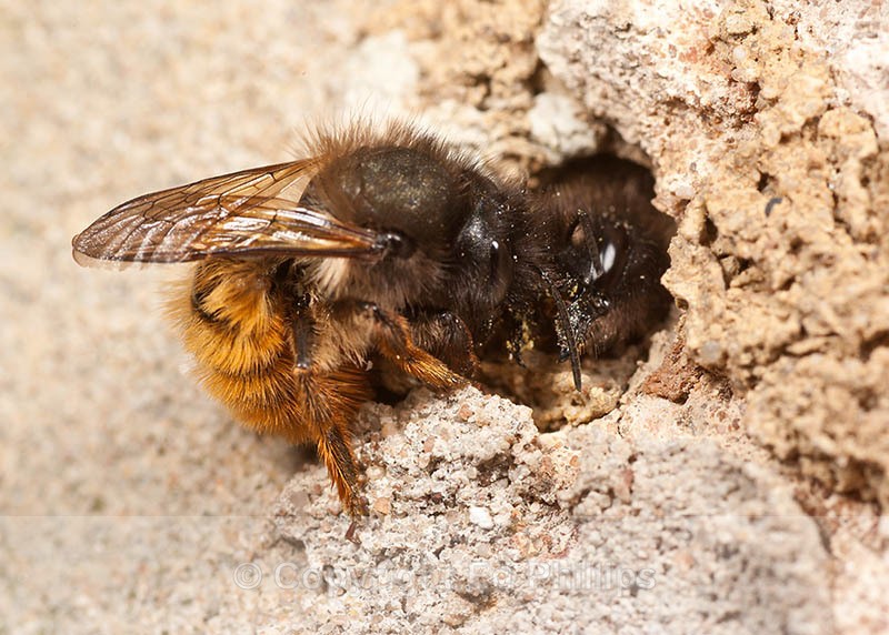 Osmia bicornis (f) - Osmia bicornis (rufa)