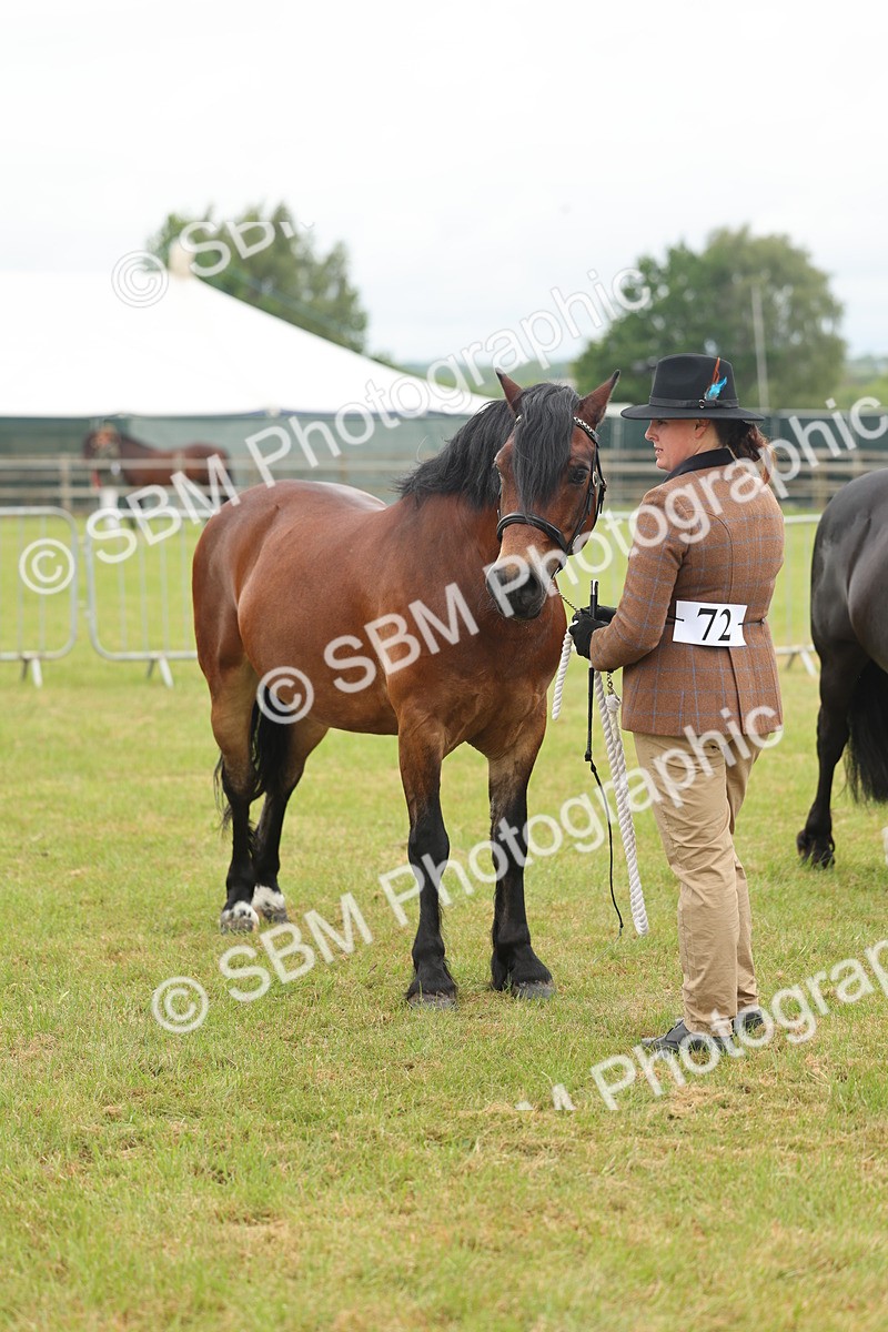 SBM_04916 - Class 50-57 - M&M Welsh Pony In Hand