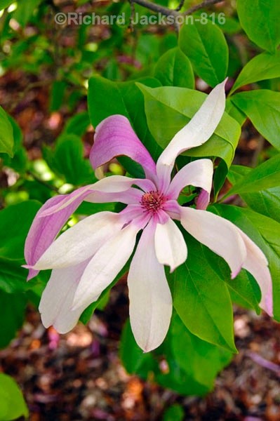 Star Magnolia - Flowers
