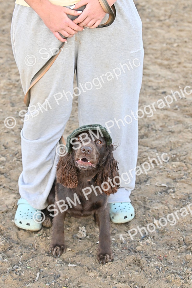SBM_09599 - Lorry Dogs