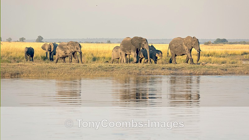 Elephant - Botswana ~ The Mammals