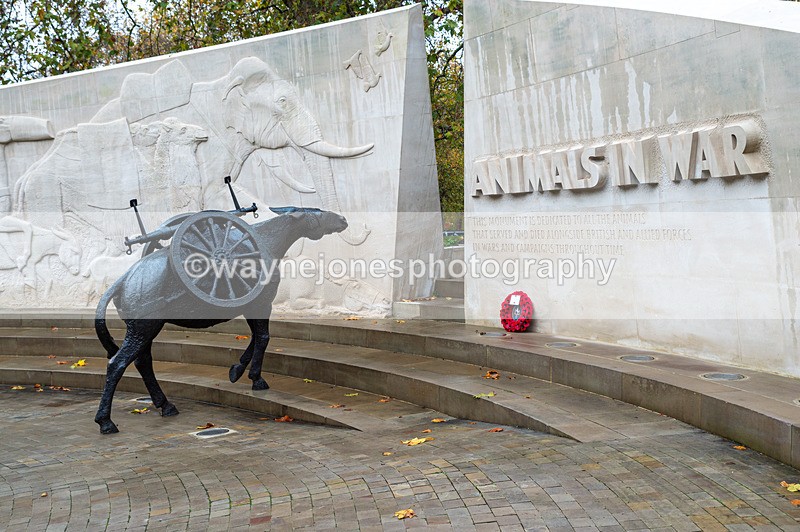 NGP_7009 - Animals In War Memorial - 10-11-23