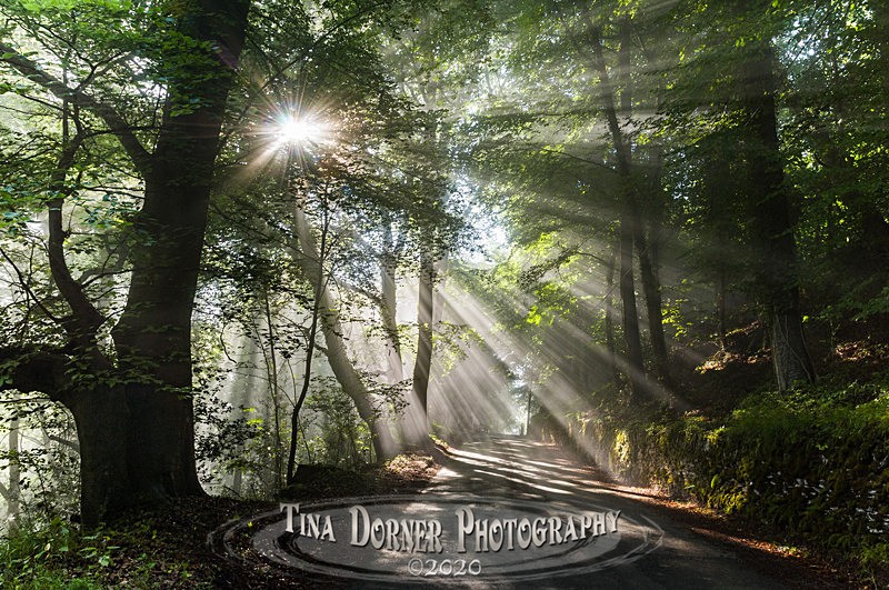 Sunrayed Lane near Goodrich - Spring & Summer in The Forest of Dean & Wye Valley and BLUEBELLS!
