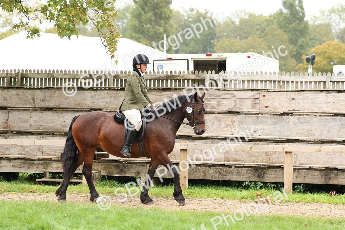SBM_69511 - S62 - Mountain & Moorland Ridden Large Breeds