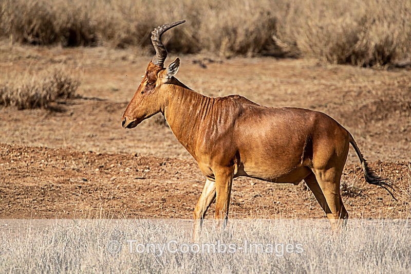 Hartebeast - Lewa ~ Other Mammals