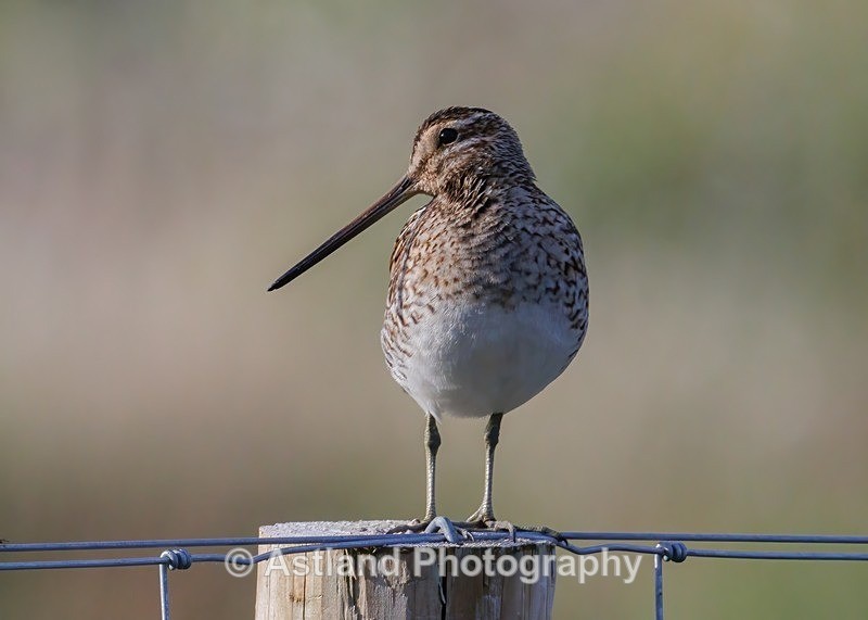 Snipe - Latest Images