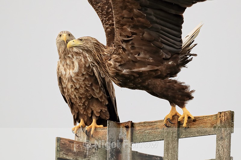 Two Sea Eagles perched, Flatanger, Norway - White-tailed Sea-Eagle