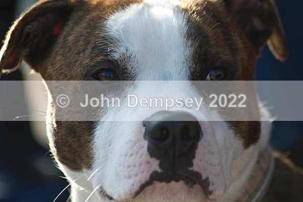 Appollo at the JD 1 - Walking the Dog